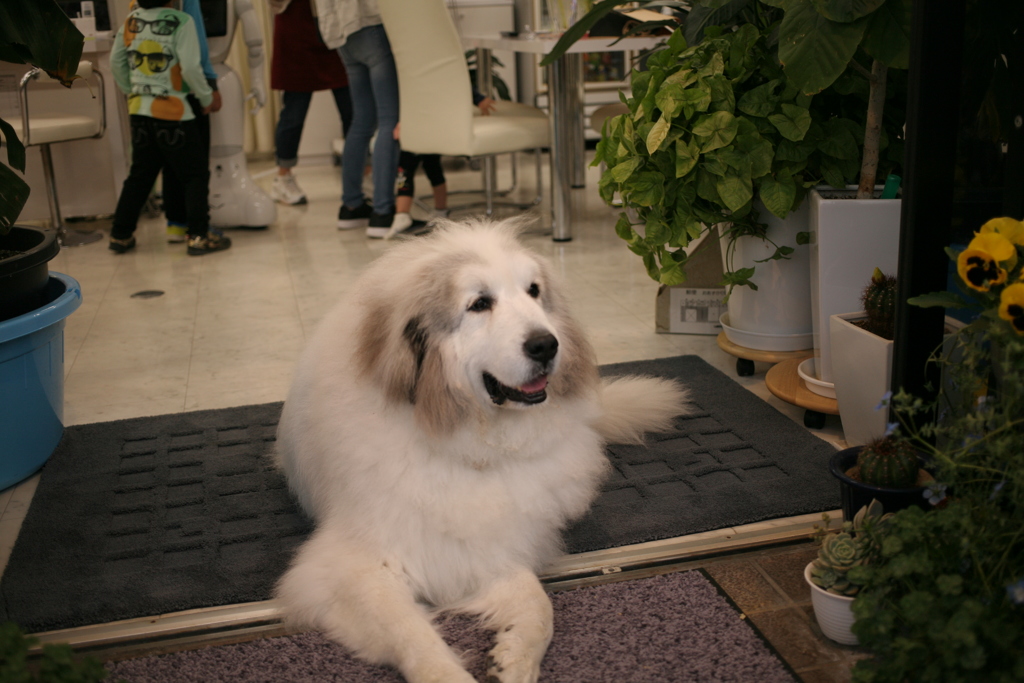 おとぼけココさん