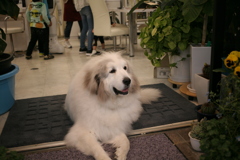 おとぼけココさん