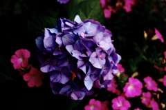 IMG_2192 sss
