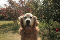 お宿の引っ越し作業中、隣の大家さんの所にいるみゅうちゃん