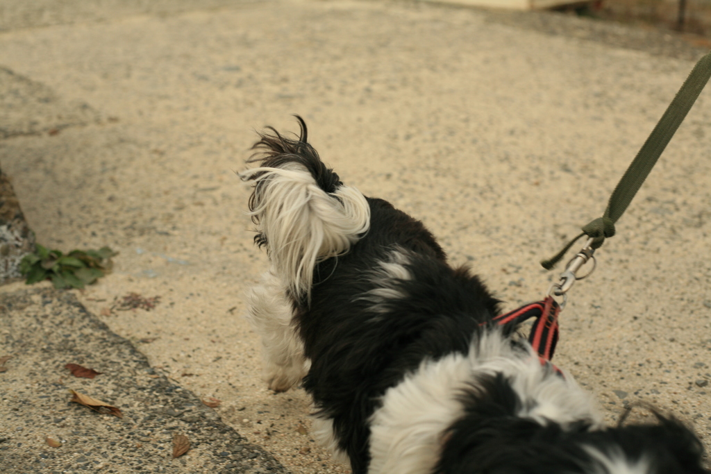 お正月を写そ♪　キヤノンで写そ