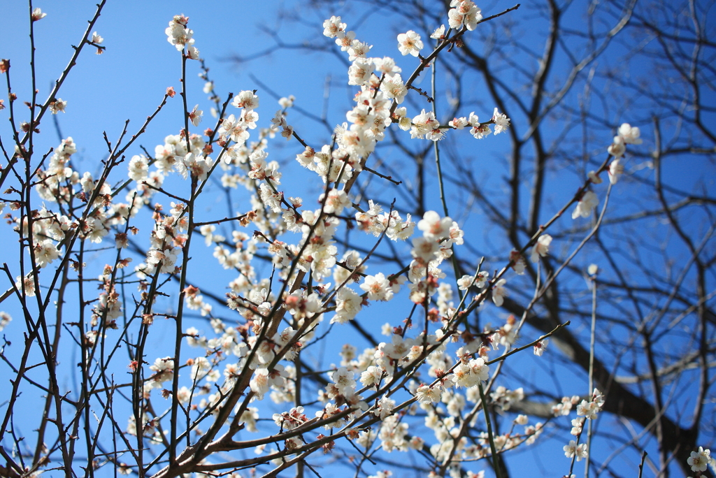 今日は空が青い　８