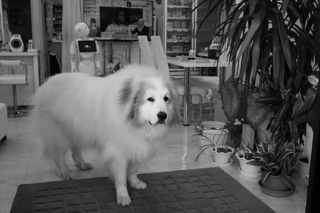 お店番してるココ様