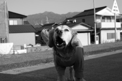 ワンワンビスケットが欲しいみゅうちゃん