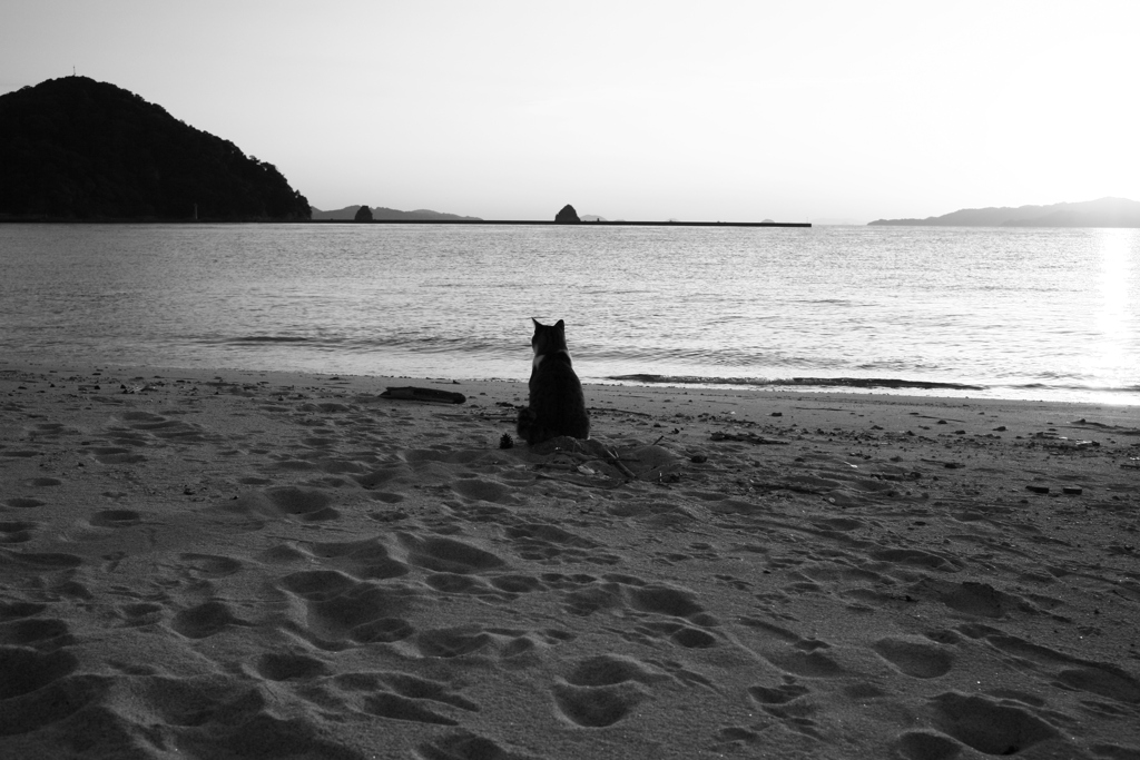 大海原に向かい放水するトム君