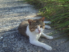 朝＠2020‐07‐18