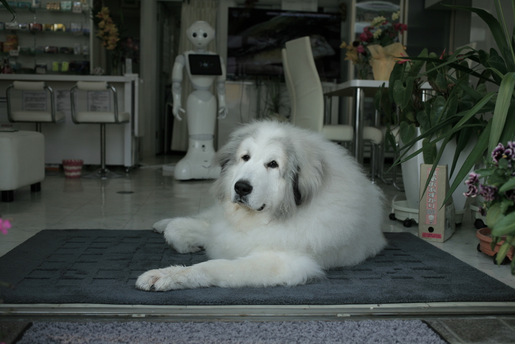 お店番してるココさん