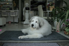 お店番してるココさん