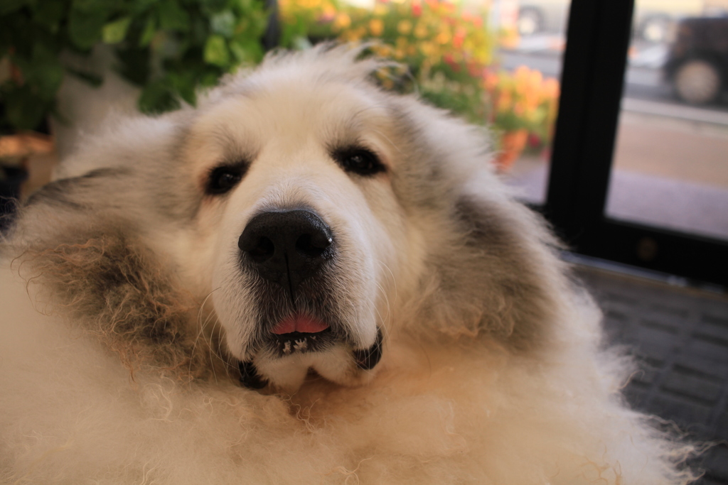 耳をふ～ってされて困ってるココさん