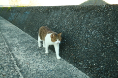 トム君
