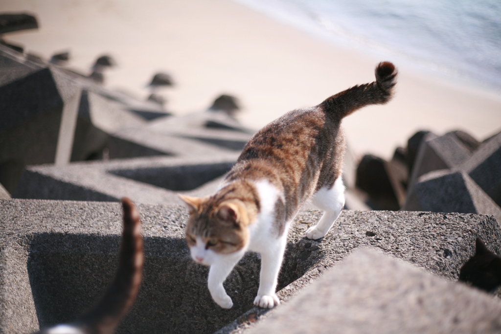 種付しようとしてるトム君