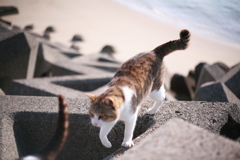 種付しようとしてるトム君