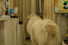 一嗅ぎしたら奥の部屋に引っ込むココ様