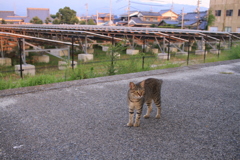 ねこ