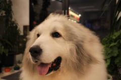 ココさんが出てきてくれた