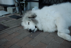 体調が心配なココちゃん