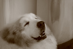 ココちゃん＠おかべ薬局