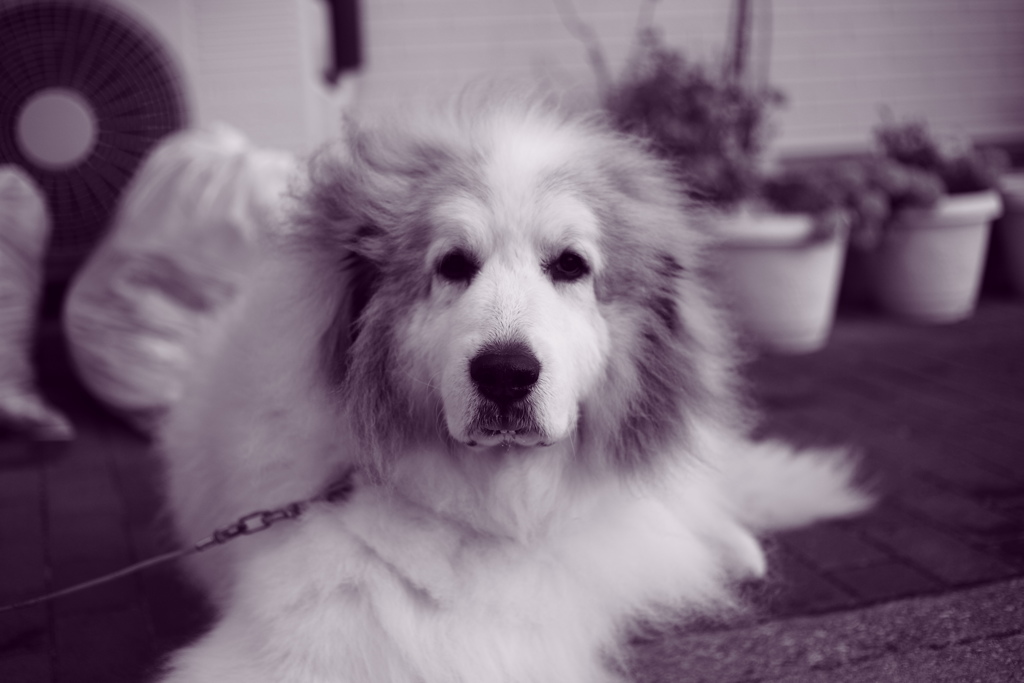 雨だから焼き直し　調色紫