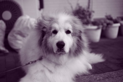 雨だから焼き直し　調色紫