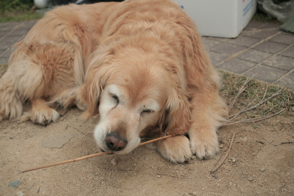 今日も元気なみゅうちゃん