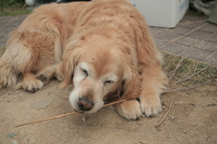 今日も元気なみゅうちゃん
