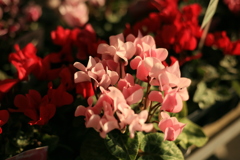 売り物の花の見た目を盗む