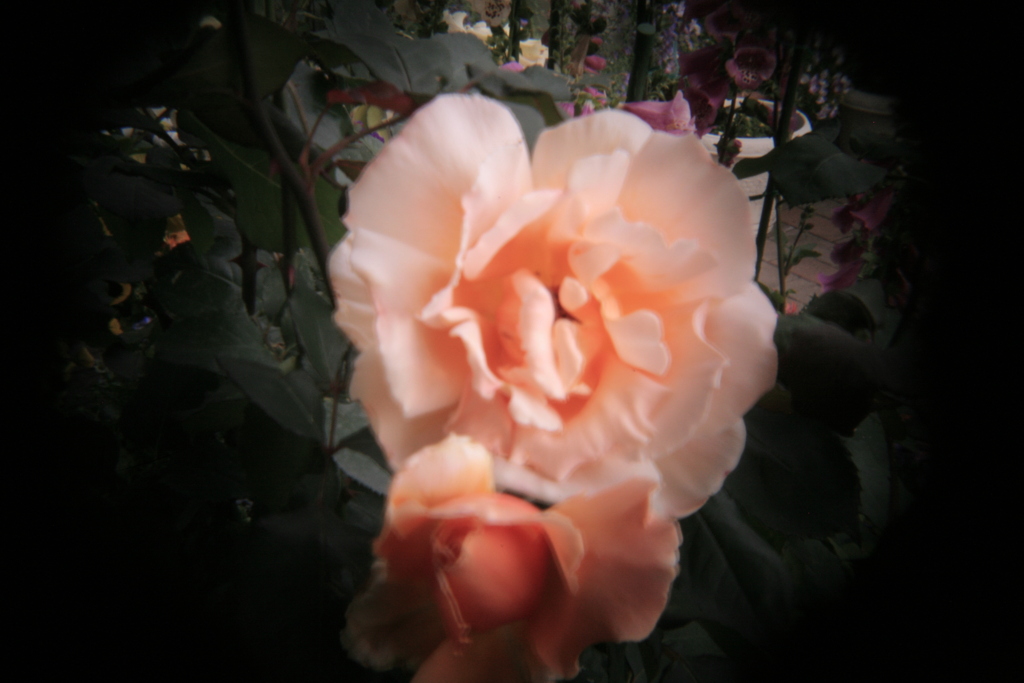 ホルガトイレンズにて