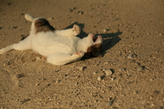 エロエロしてるトムくん