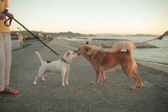 ククルとハルちゃん？