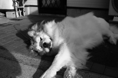 モノクロ＠2017-12-30