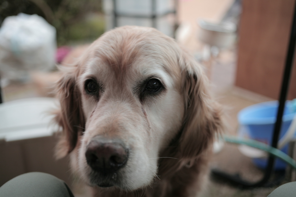 引っ越し番のみゅうちゃん