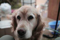 引っ越し番のみゅうちゃん