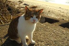 今日もとぼけてるトム君