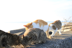 あったかい＠2018-03-04