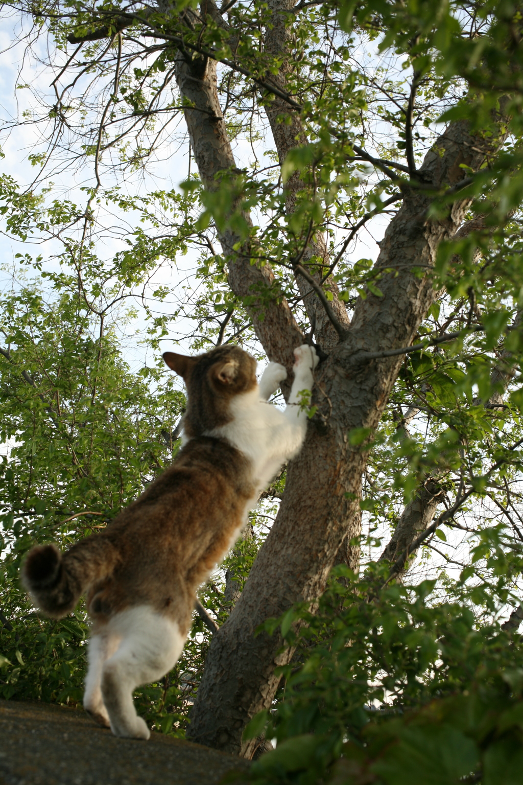 爪とぎするトム君