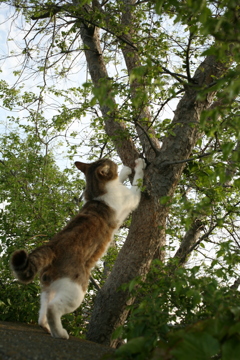 爪とぎするトム君