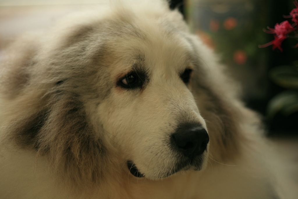 今日もかわいいココさん