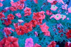 IMG_4003 fff