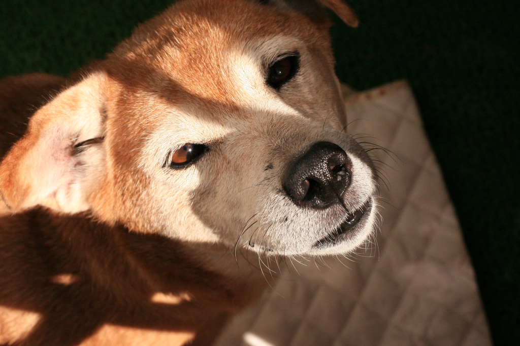 昼前のモモちゃん