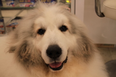 笑顔のココさん