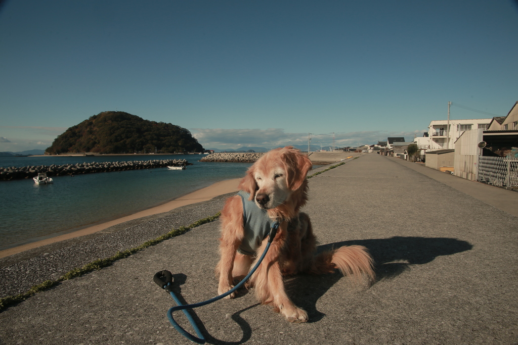 今日もみゅうちゃんと散歩