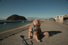 今日もみゅうちゃんと散歩