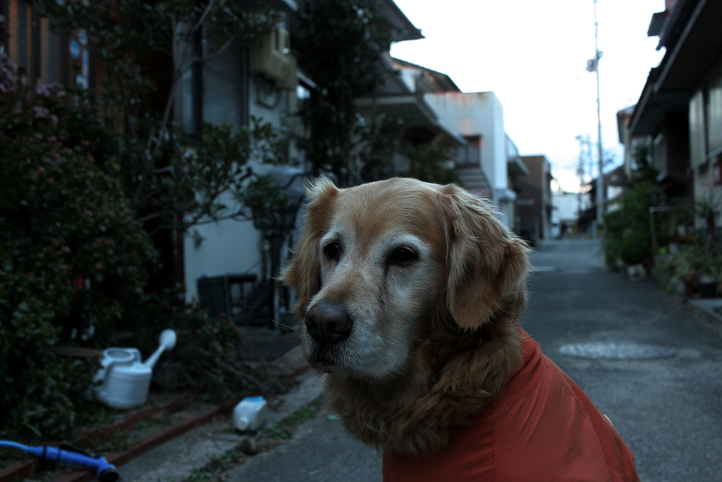 9才になったみゅうちゃん