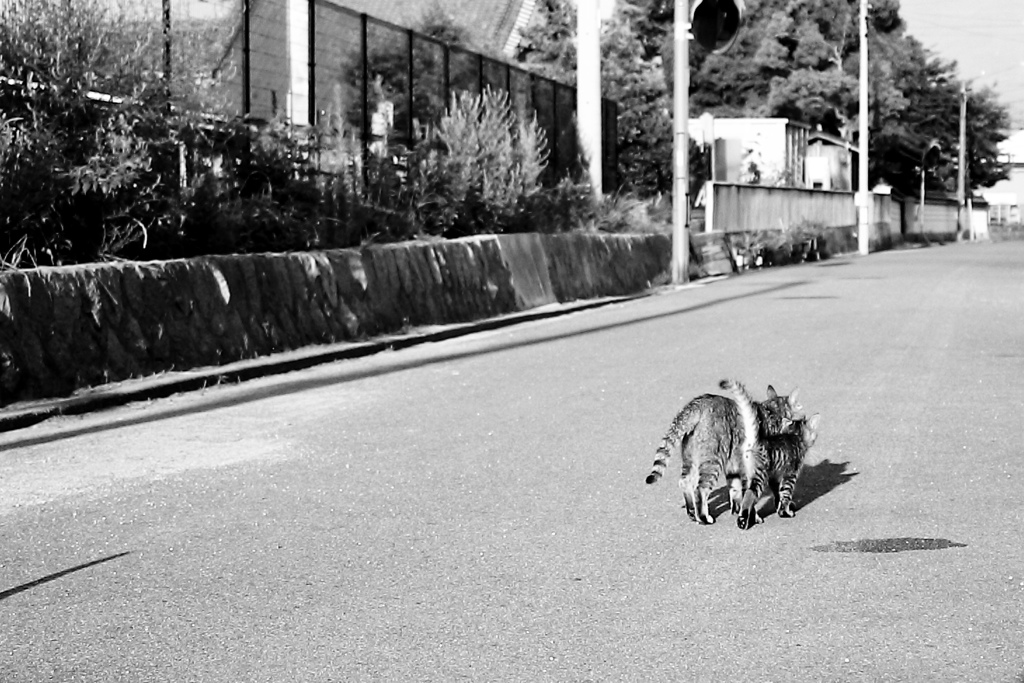 おかあにゃんといっしょ　白黒