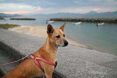 やっぱり海が気になるマリリン