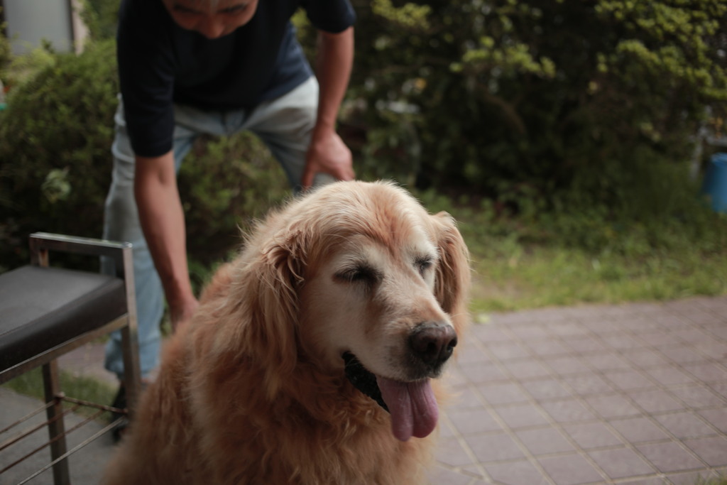毛を解いてもらうみゅうちゃん