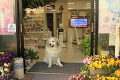 お店番してるココさん