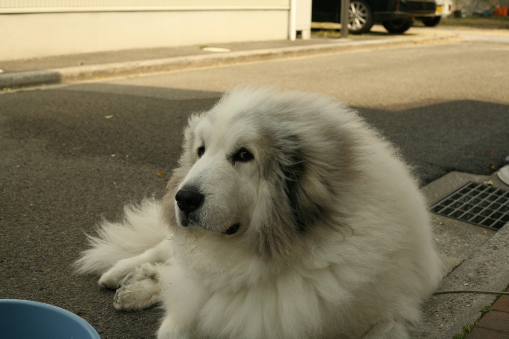日曜朝も番犬してるココ様