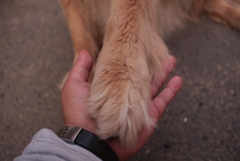 お手をするみゅうちゃん