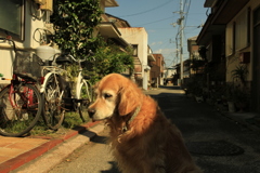 昼過ぎのみゅうちゃん